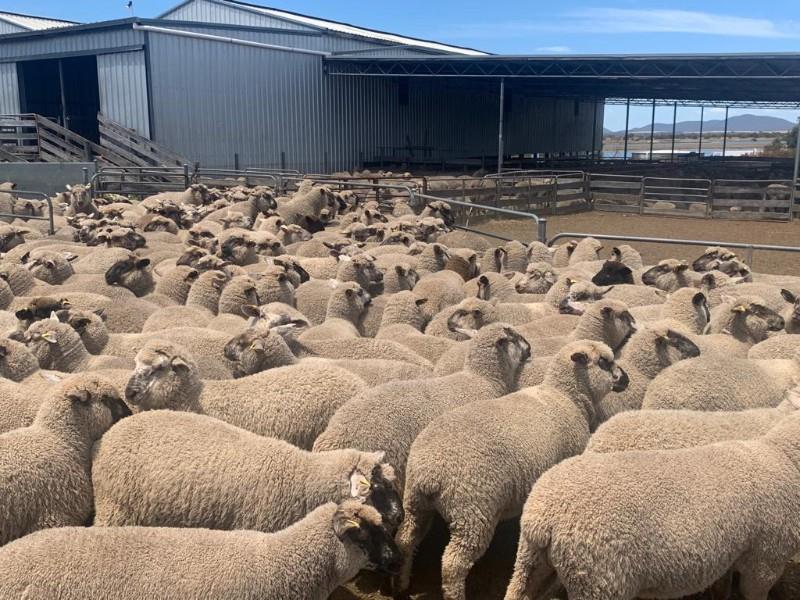 Lot 10 - 434 Mixed Sex Lambs | AuctionsPlus