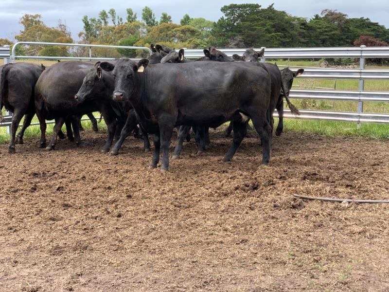 Lot 681 11 PTIC Cows AuctionsPlus