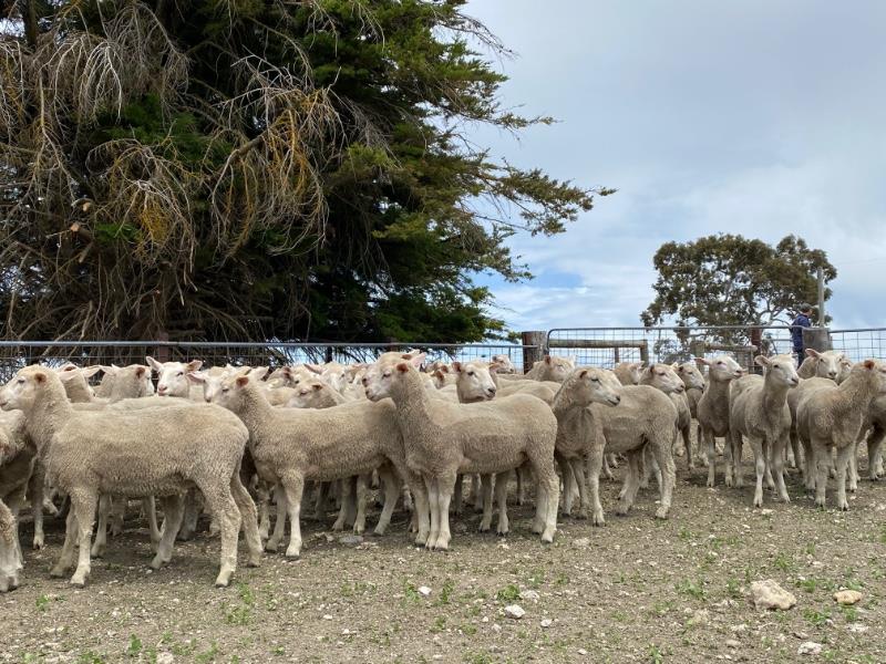 Pen 87 101 Future Breeder Ewe Lambs AuctionsPlus