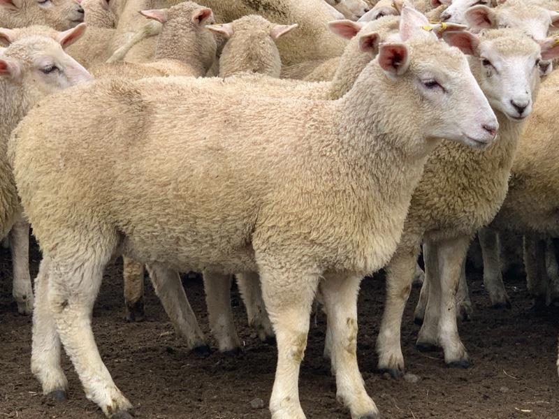 Lot 437 - 230 Future Breeder Ewe Lambs | AuctionsPlus