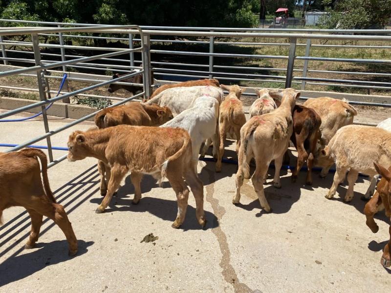 raising bull calves