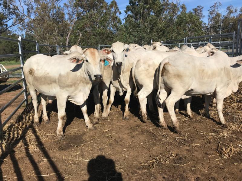 Lot 289 28 Feeder Steers AuctionsPlus