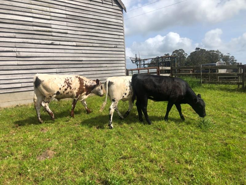 Lot 126 3 Mixed Sex Trade Cattle Auctionsplus