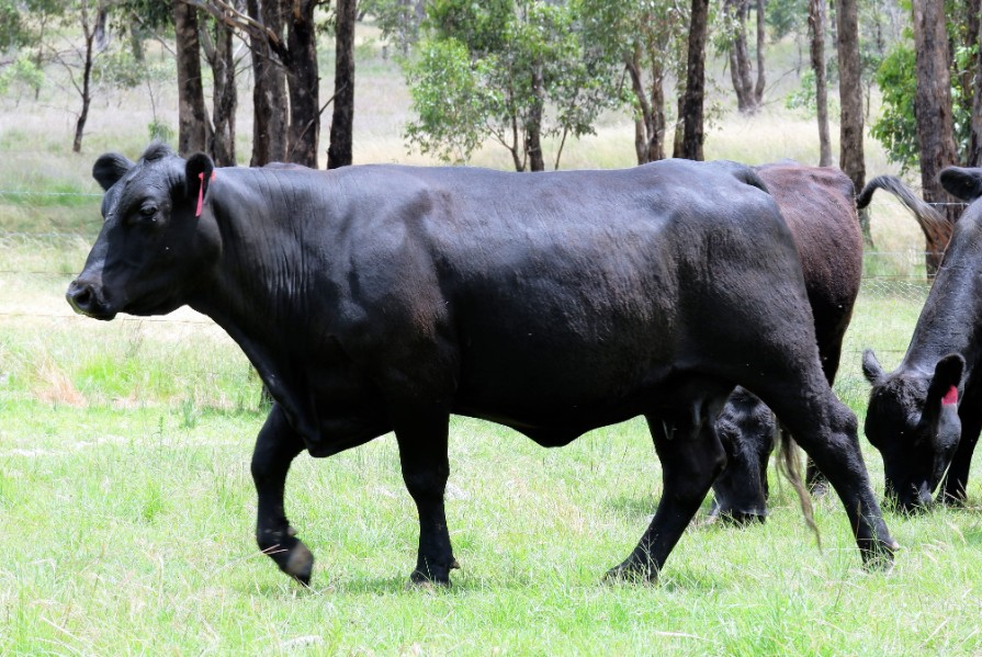 Lot 622 - 6 PTIC Cows | AuctionsPlus