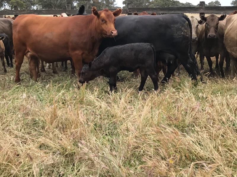 Lot 727 33 NSM Cows & 33 Calves AuctionsPlus