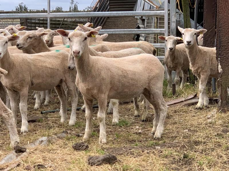 Lot 202 88 Future Breeder Ewe Lambs AuctionsPlus