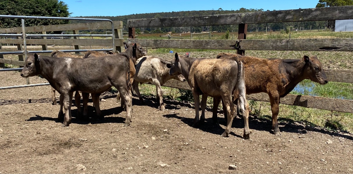 Lot 753 7 Bull Calves AuctionsPlus