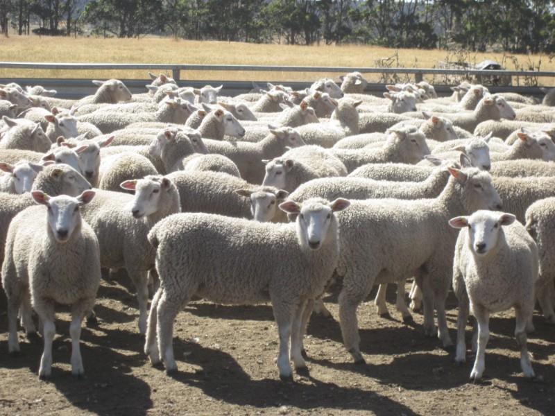 Lot 192 - 386 Future Breeder Ewe Lambs | AuctionsPlus