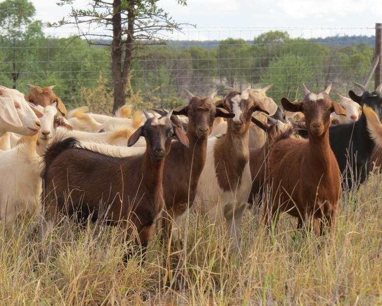 Lot 811 126 Goats Does AuctionsPlus