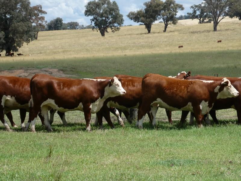 Lot H1 20 PTIC Heifers AuctionsPlus