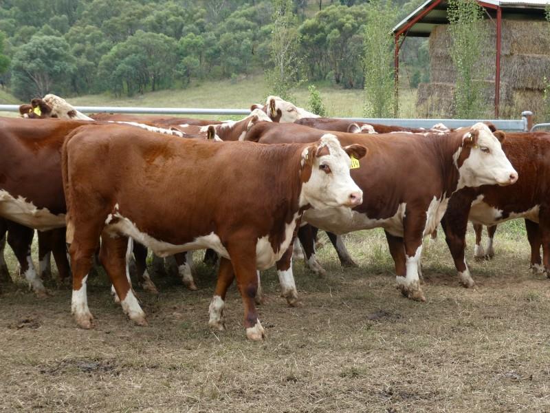 Lot H5 25 PTIC Heifers AuctionsPlus