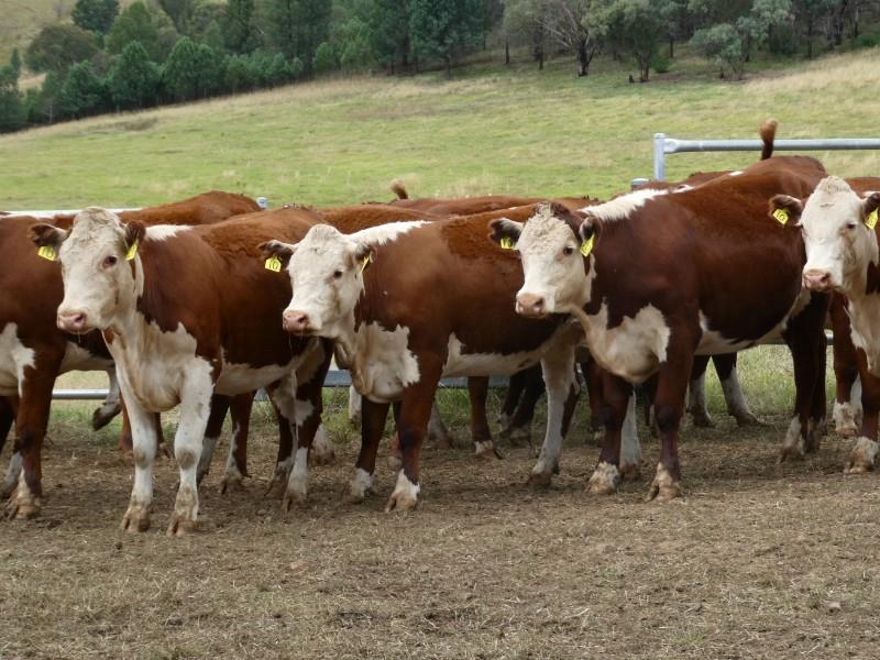 Lot H10 22 PTIC Heifers AuctionsPlus