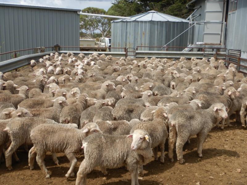 Lot 179 235 Future Breeder Ewe Lambs AuctionsPlus