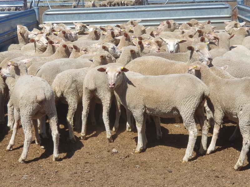 Lot 806 98 Future Breeder Ewe Lambs AuctionsPlus