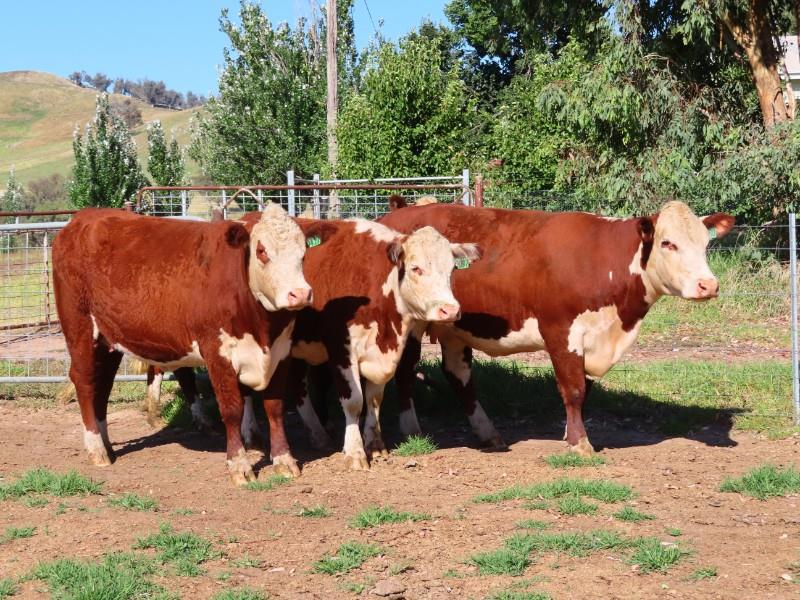 Lot 85 4 PTIC Cows AuctionsPlus