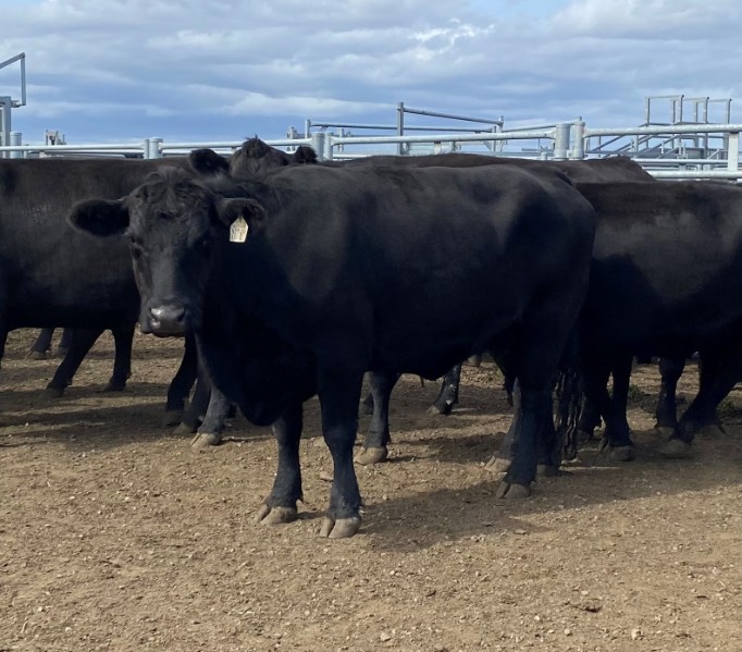 Lot 596 12 PTIC Cows AuctionsPlus