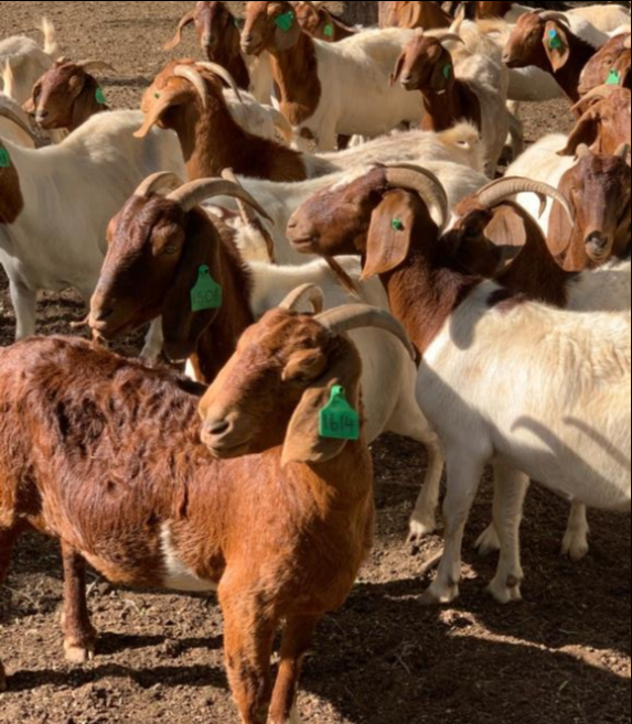 Lot 413 78 Goats Does AuctionsPlus