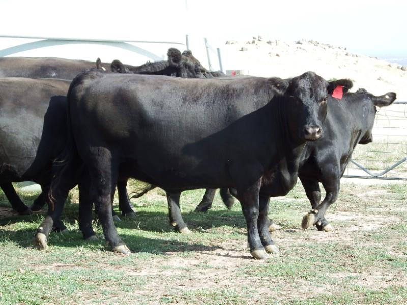 Lot 839 11 PTIC Cows AuctionsPlus