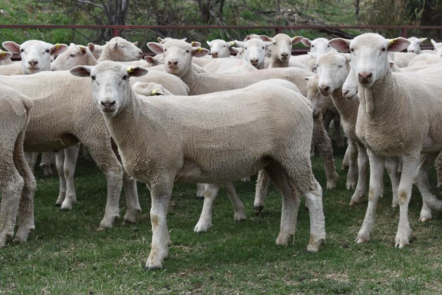Lot 148 270 Mixed Sex Lambs Auctionsplus