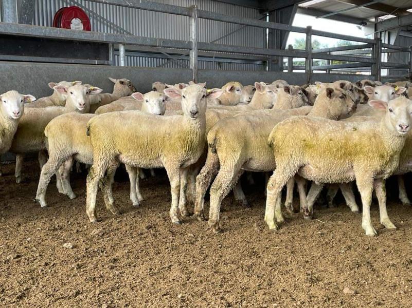 Lot 102 240 Mixed Sex Store Lambs Auctionsplus