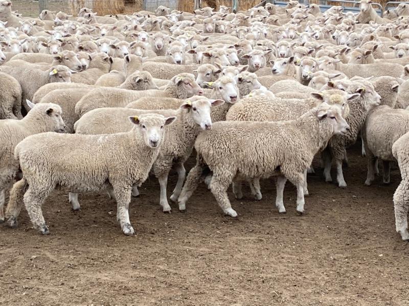 Lot 280 580 Mixed Sex Store Lambs Auctionsplus 1340