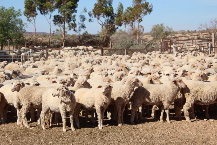 Lot 738 420 Future Breeder Ewe Lambs AuctionsPlus