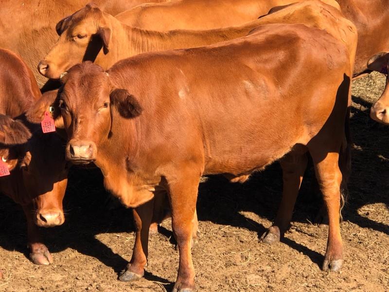 Lot 201 35 Station Mated Cows & 35 Calves AuctionsPlus