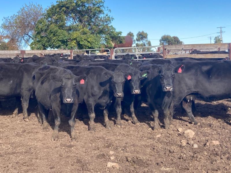 Lot 667 32 PTIC Cows AuctionsPlus