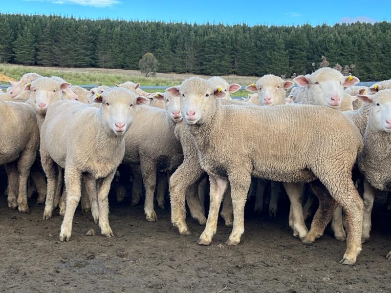 Lot 389 214 Mixed Sex Store Lambs Auctionsplus