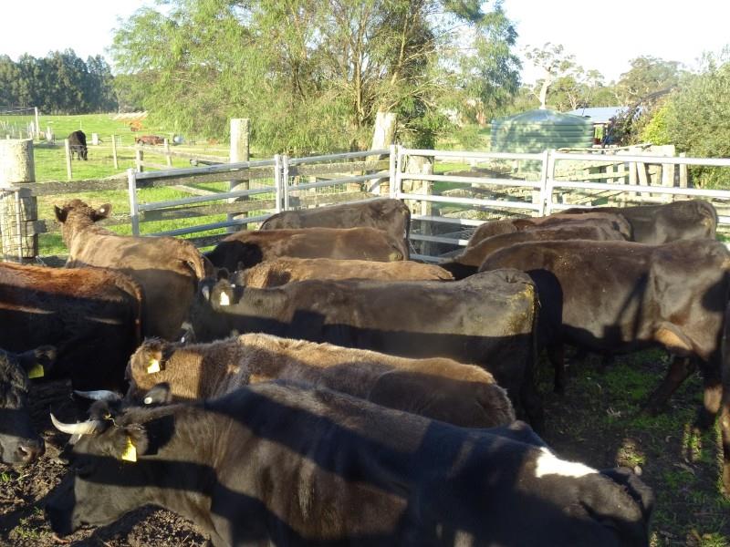 Lot 761 14 Slaughter Cows AuctionsPlus