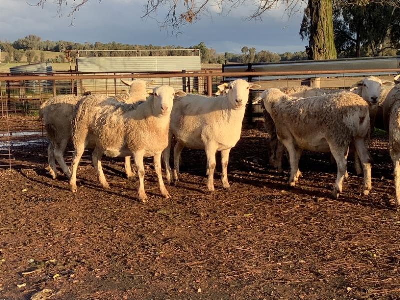Lot 220 14 SIL Ewe Lambs AuctionsPlus