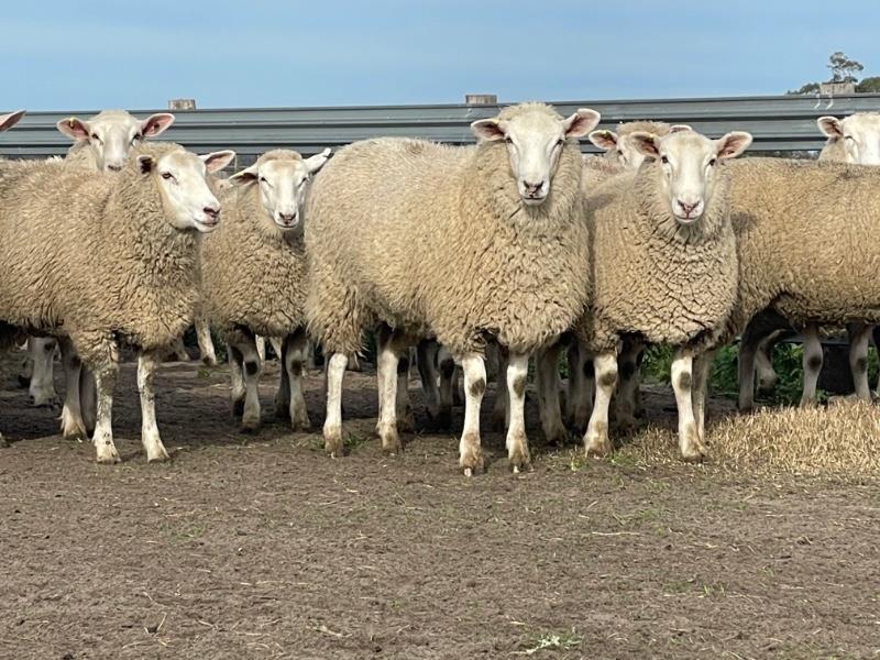 Lot 256 162 SIL Ewe Lambs AuctionsPlus