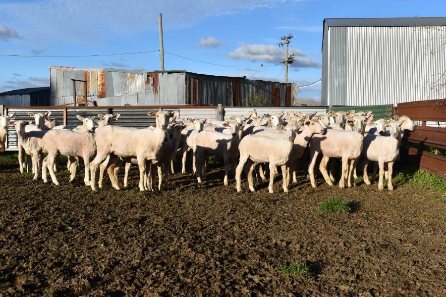 Lot 865 50 Future Breeder Ewe Lambs AuctionsPlus