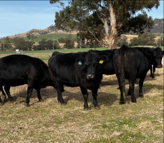 Lot 838 11 PTIC Cows AuctionsPlus