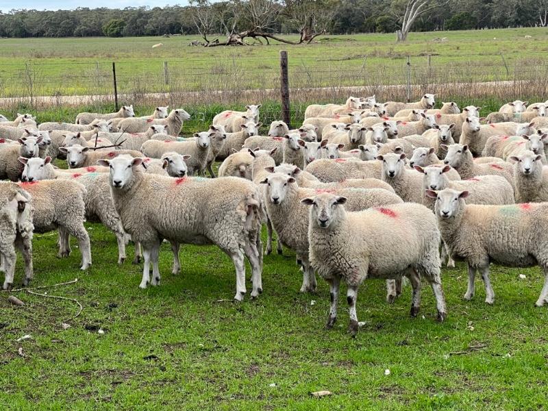 Lot 494 250 SIL Ewe Lambs AuctionsPlus