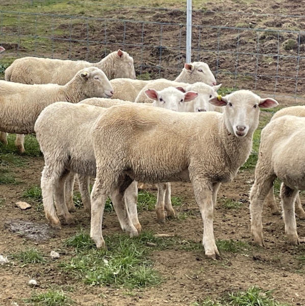 Lot 294 150 Mixed Sex Store Lambs Auctionsplus 3938