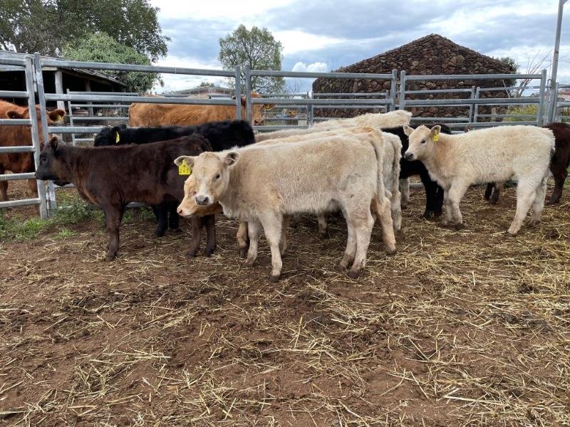 Lot 178 8 Station Mated Cows & 9 Calves AuctionsPlus