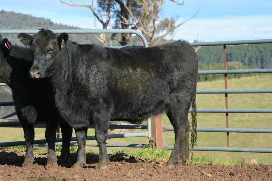 Tag 4 - 1 PTIC Heifer | AuctionsPlus