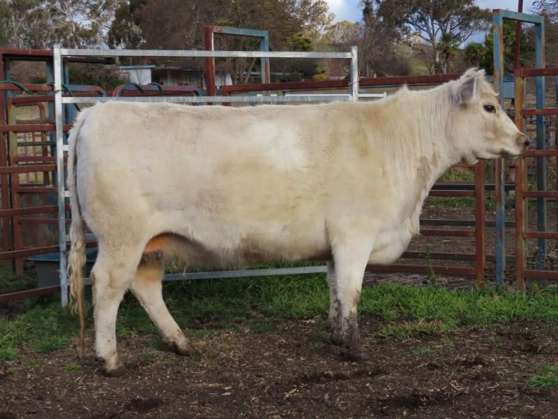 Lot 102 Commercial 1 PTIC Cow AuctionsPlus