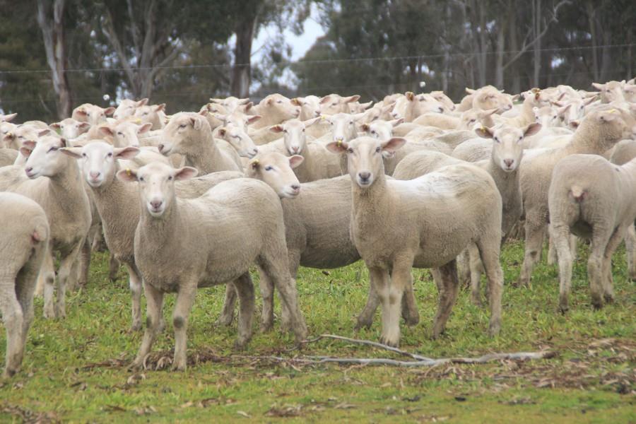 Lot 486 130 SIL Ewe Lambs AuctionsPlus