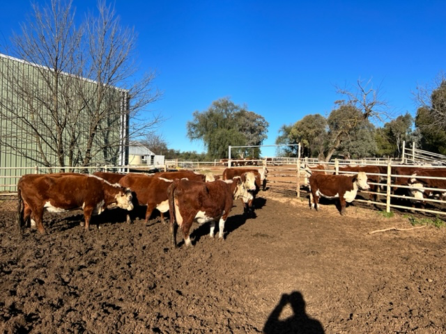 Lot 196 12 PTIC Cows AuctionsPlus