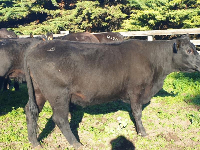 Lot 238 20 PTIC Cows AuctionsPlus