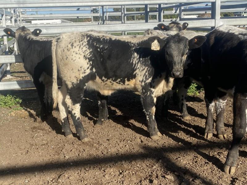 Lot 717 - 6 Weaned Heifers | AuctionsPlus