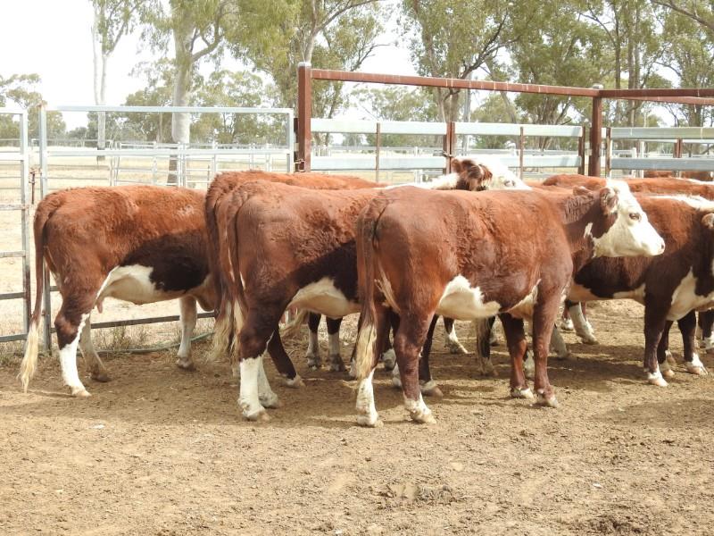 Lot 748 14 Heifers & 14 Calves AuctionsPlus