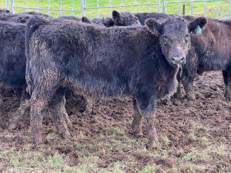 Lot 564 - 16 Weaned Steers | AuctionsPlus