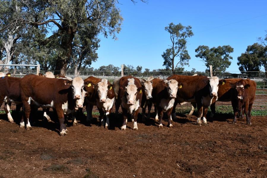 Lot 779 21 PTIC Cows AuctionsPlus