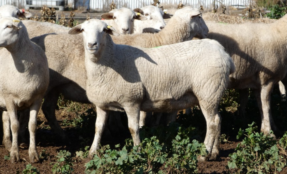 Lot 160 23 Future Breeder Ewe Lambs AuctionsPlus