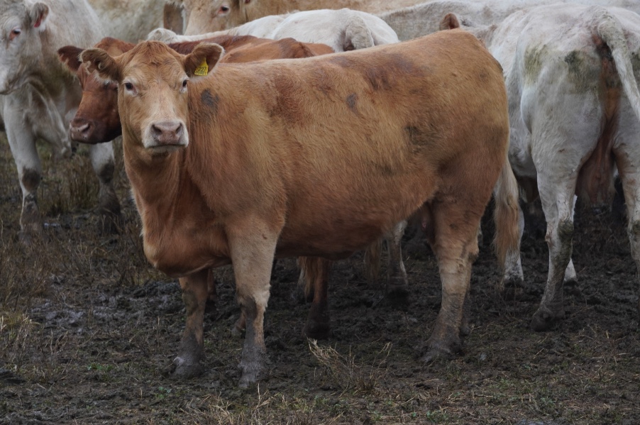 Lot 392 84 PTIC Cows AuctionsPlus