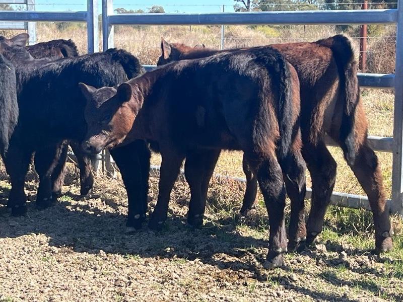 Lot 817 15 Cows & 15 Calves AuctionsPlus