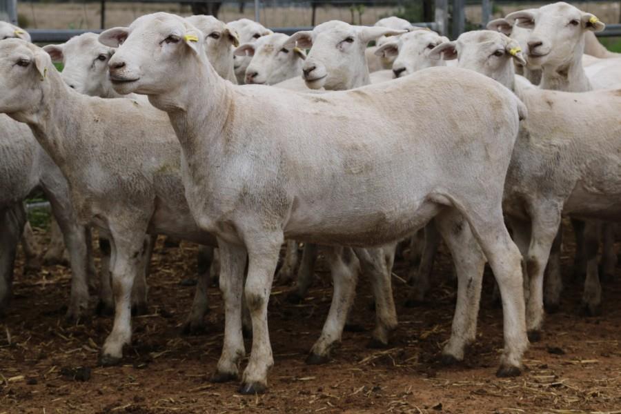 Lot 209 36 SIL Ewe Lambs AuctionsPlus